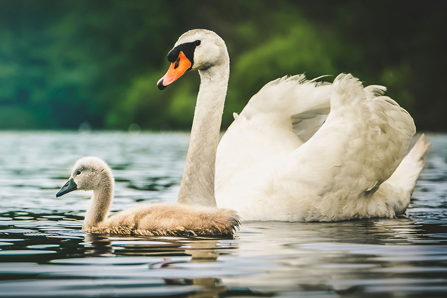 a white swan sails with young swan